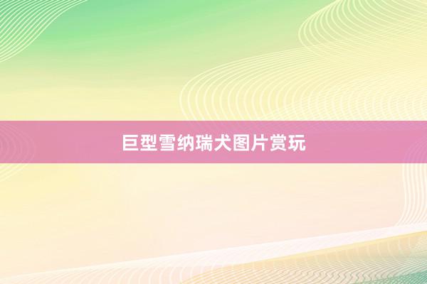 巨型雪纳瑞犬图片赏玩